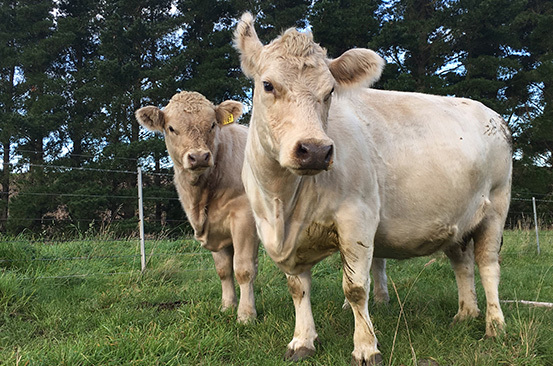 murray grey cattle